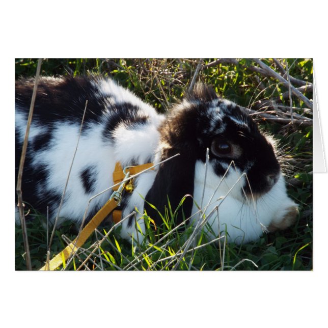 June Bunny (Front Horizontal)