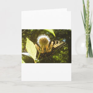 June Monarch Greeting Card