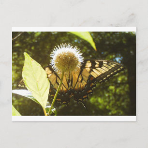 June Monarch  Post Card