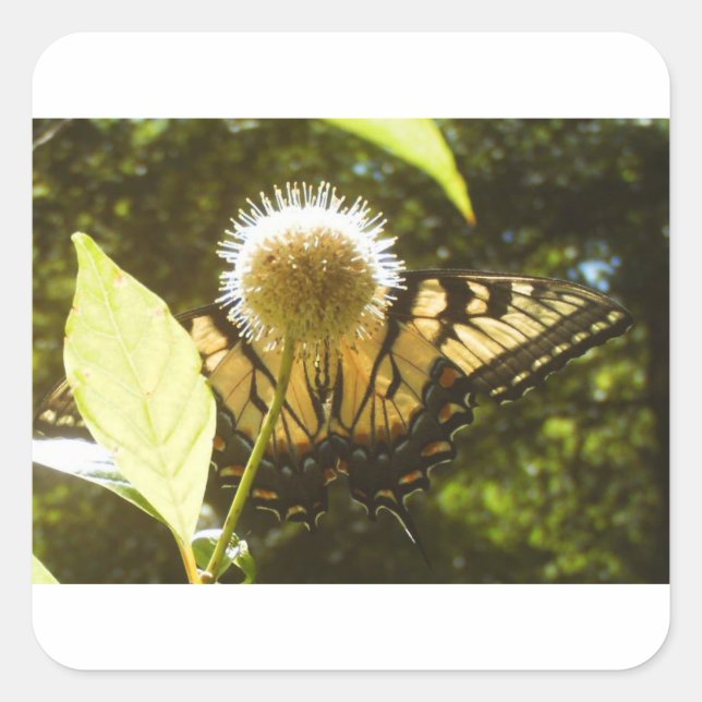 June Monarch Square Sticker (Front)