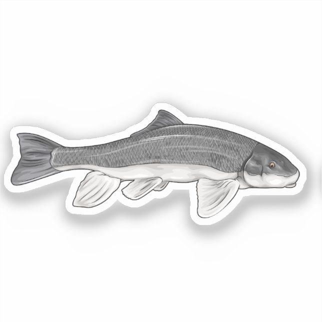 June Sucker Fish Vector Illustration (Front)