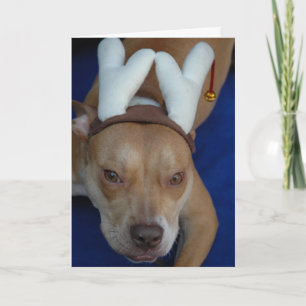 Junebug the Ninth Reindeer Holiday Card