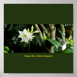 Jungle Amazon Lily - Eucharis Amazonica Poster