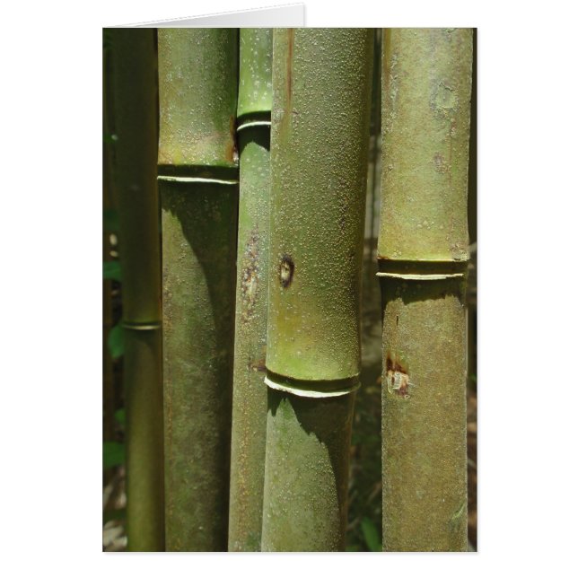 Jungle Bamboo Detail (Front)