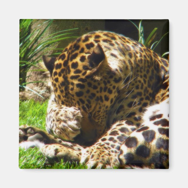Jungle Big Cat Decor Magnet (Front)