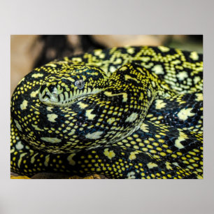 Jungle Carpet Python Snake Poster