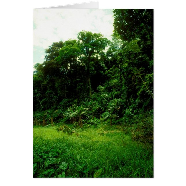 Jungle / Crocodile Alley (Front)