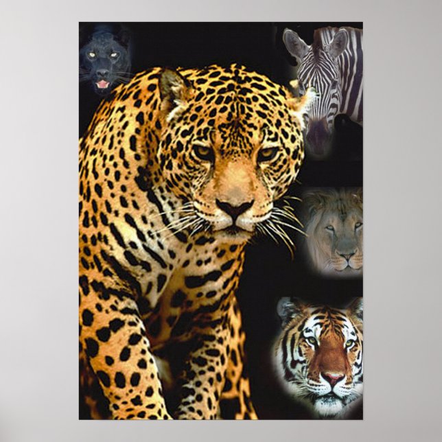 jungle_fever poster (Front)