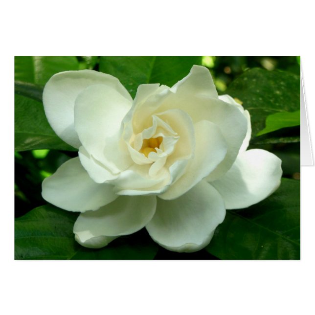 Jungle Gardenia (Front Horizontal)