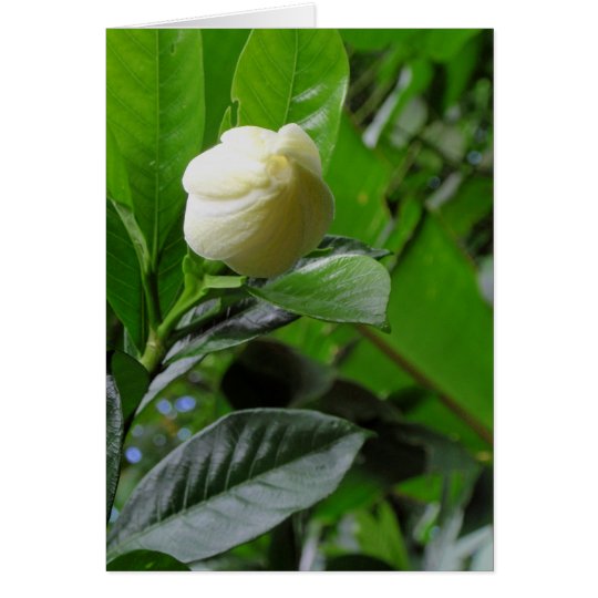 Jungle Gardenia Card
