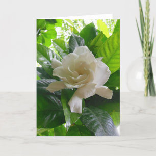 Jungle Gardenia Card