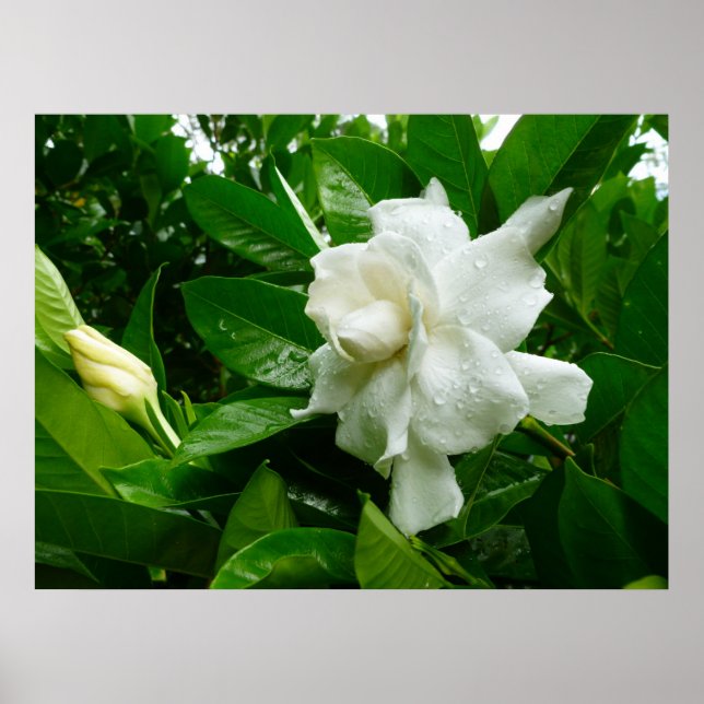 Jungle Gardenia Poster (Front)