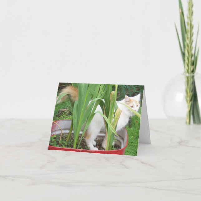 JUNGLE KITTY-HAPPY 30th SIS Card (Front)