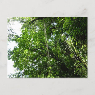 Jungle Ropes Rainforest Photography Postcard