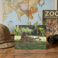 Jungle Royalty: Resting in the Shade