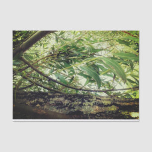 Jungle Trees Tissue Paper