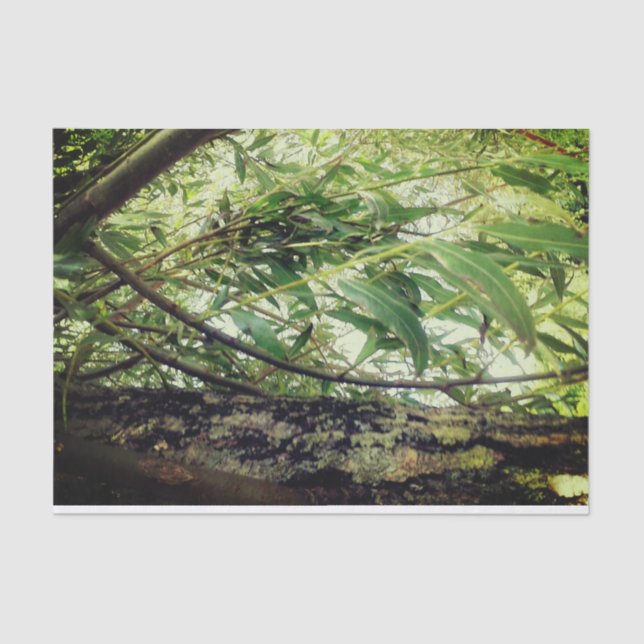 Jungle Trees Tissue Paper (Front)