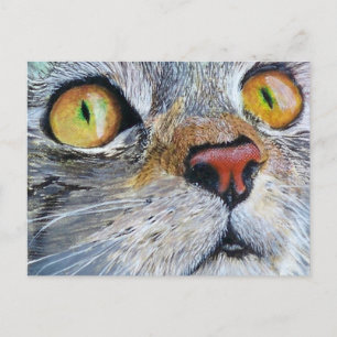 Junior the Cat Postcard