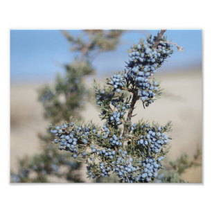 Juniper berry photography photo print