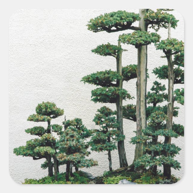 Juniper Bonsai Forest Square Sticker (Front)