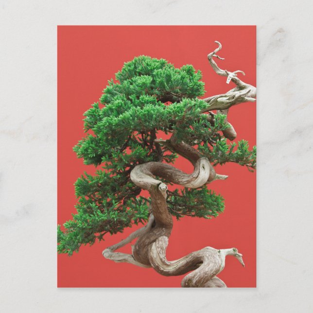 Juniper bonsai postcard (Front)