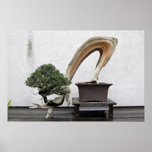 Juniper Bonsai Poster (Front)