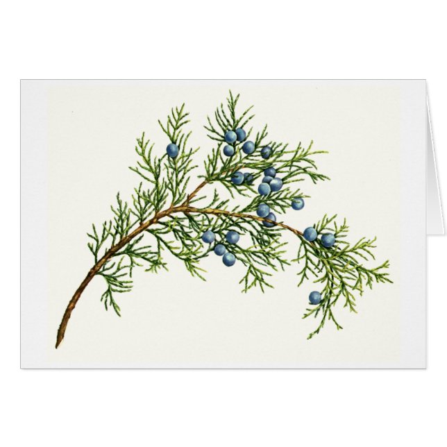 Juniper Branch (Front Horizontal)