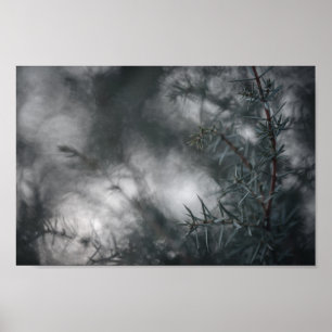 Juniper Dark Moody Floral Nature Photo Poster
