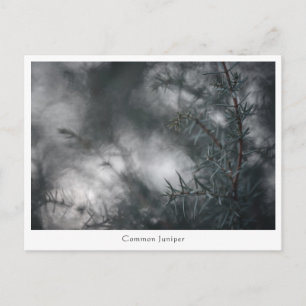 Juniper Floral Nature Photo Postcard
