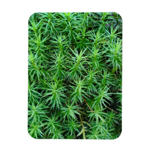 Juniper Hair Cap Moss Magnet