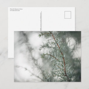 Juniper Nature Photo Postcard