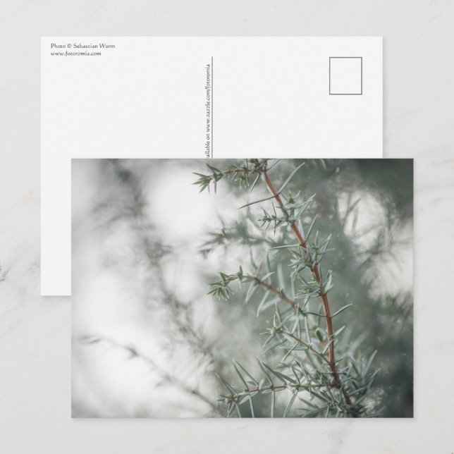 Juniper Nature Photo Postcard (Front/Back)