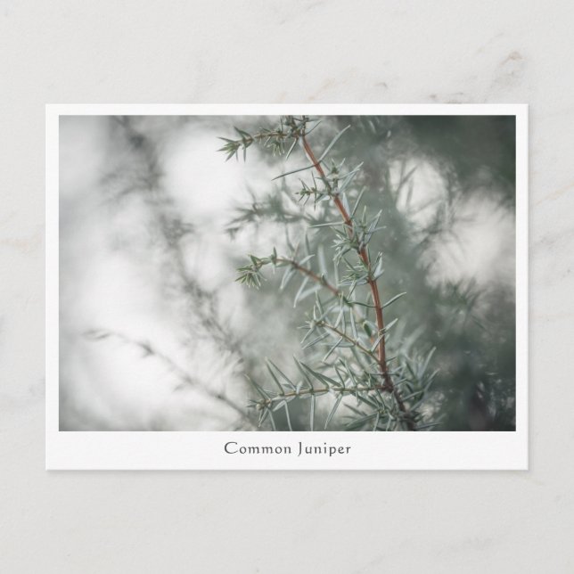 Juniper Nature Photograph Postcard (Front)