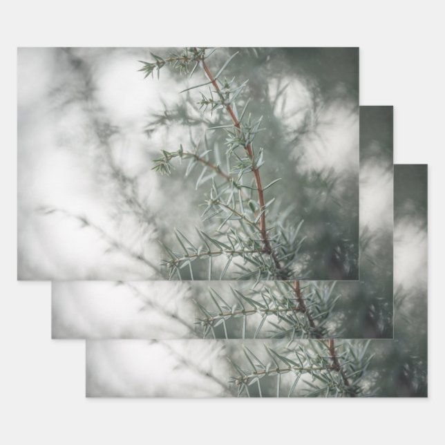 Juniper Nature Photograph Wrapping Paper Sheet (Set)