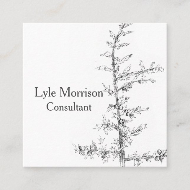 Juniper Tree Branch Pen Ink Drawing Black White Square Business Card (Front)