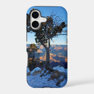 Juniper Tree In Snow At Sunrise In Grand Canyon