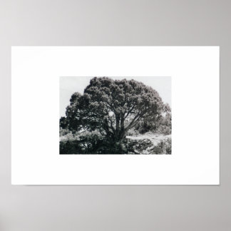 Juniper Tree Poster