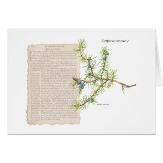 Juniper with historical description of its uses