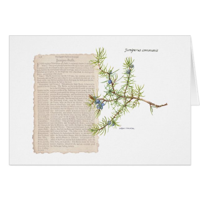 Juniper with historical description of its uses (Front Horizontal)