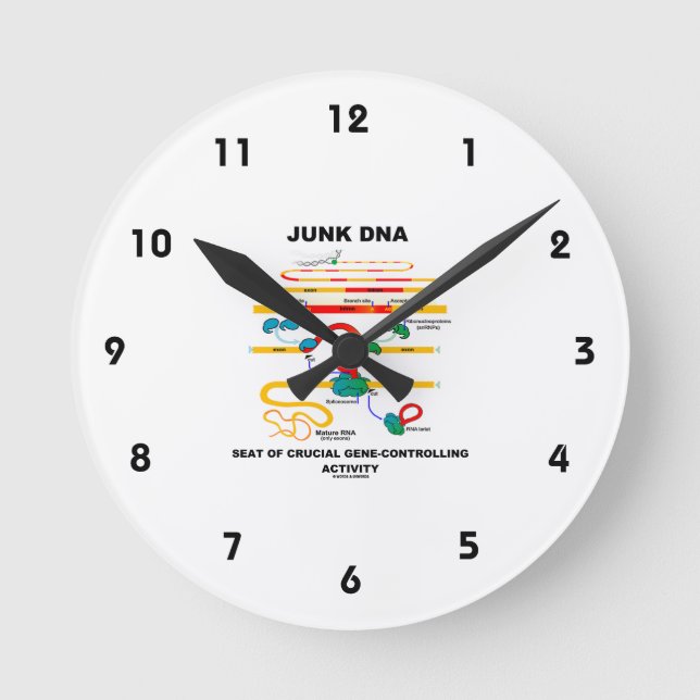 Junk DNA Seat Of Crucial Gene-Controlling Activity Round Clock (Front)