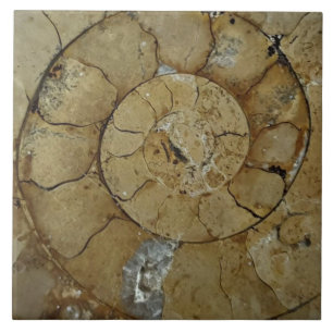 Jurassic coast ammonite large ceramic tile
