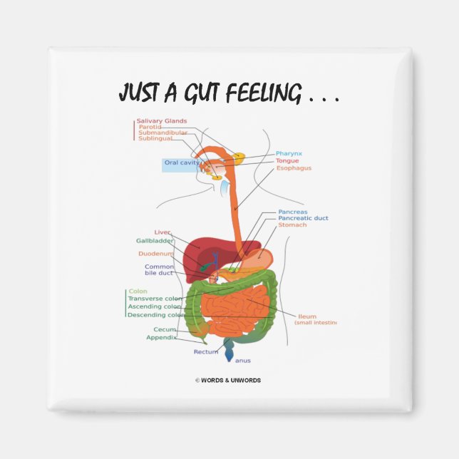 Just A Gut Feeling... (Digestive System Humour) Magnet (Front)