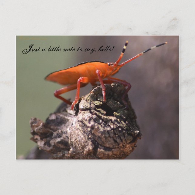 Just a little note to say hello! postcard (Front)
