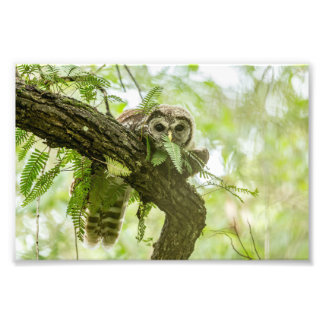 Just a Peek Photo Print