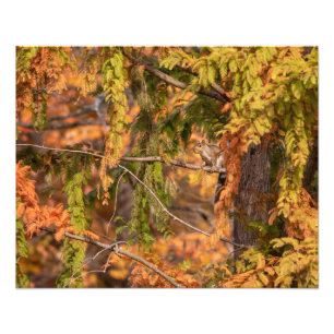Just A Squirrel In The Woods Photo Print