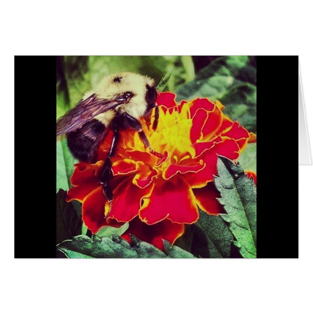 Just Bee-cause! (Front Horizontal)