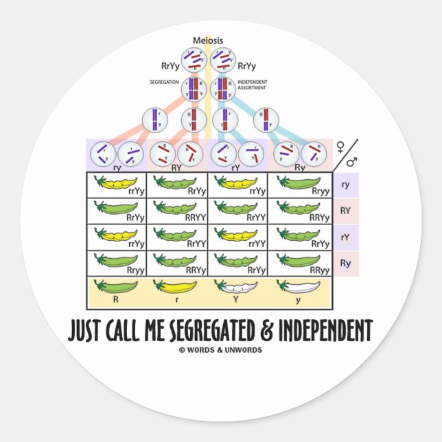 Just Call Me Segregated and Independent (Dihybrid) Classic Round Sticker (Front)