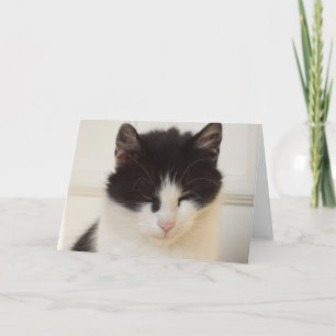 Just cats and kittens - blank card