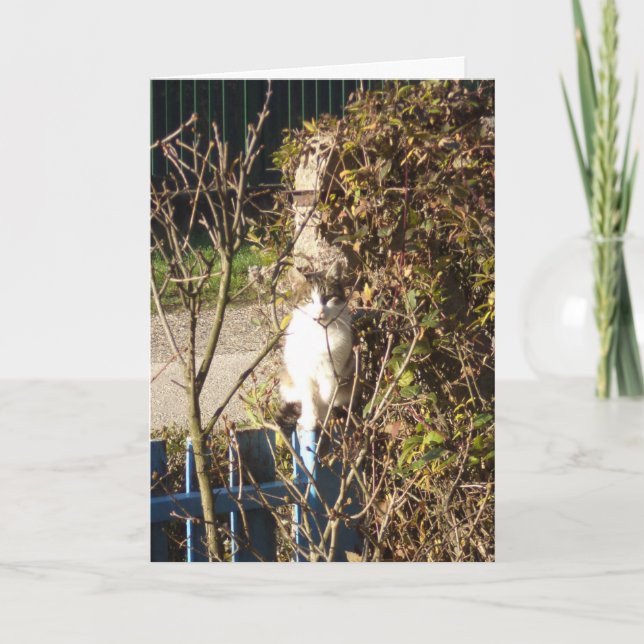 Just cats and kittens - blank card (Front)