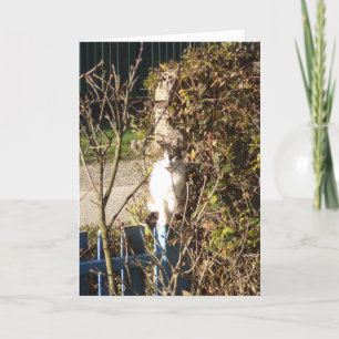 Just cats and kittens - blank card